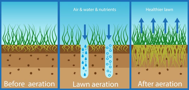 Soil Condition and Preparation
