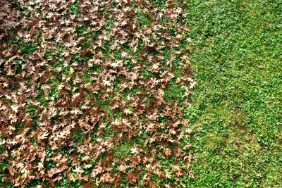 Leaf Removal and Lawn Cleanup