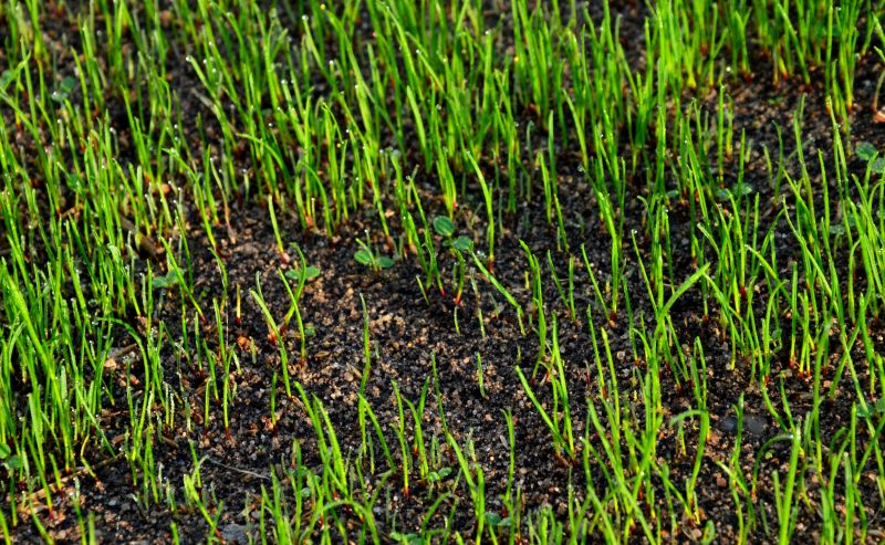 Lawn Preparation for Winter