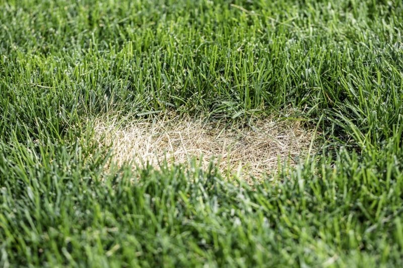 Lawn Enrichment in Ventura County, CA